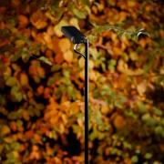 Luceplan LED-pylväsvalaisin Flia, 2-lamppuinen, musta, muovi