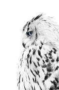 Juliste White owl
