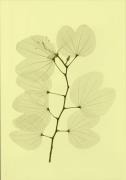 Fine Little Day Orkidebauhinia juliste 70 x 100 cm