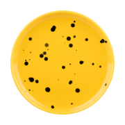 Marimekko Oiva lautanen Ø13,5 cm Yellow-black