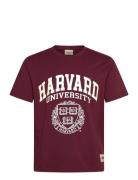 Jorharvard Tee Ss C.n Styd Ss25 Tops T-shirts Short-sleeved Burgundy J...